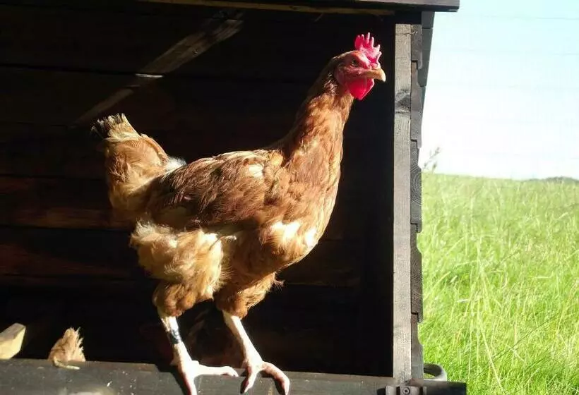 Aamiaismajoitus (B&B) Deepaller Farm