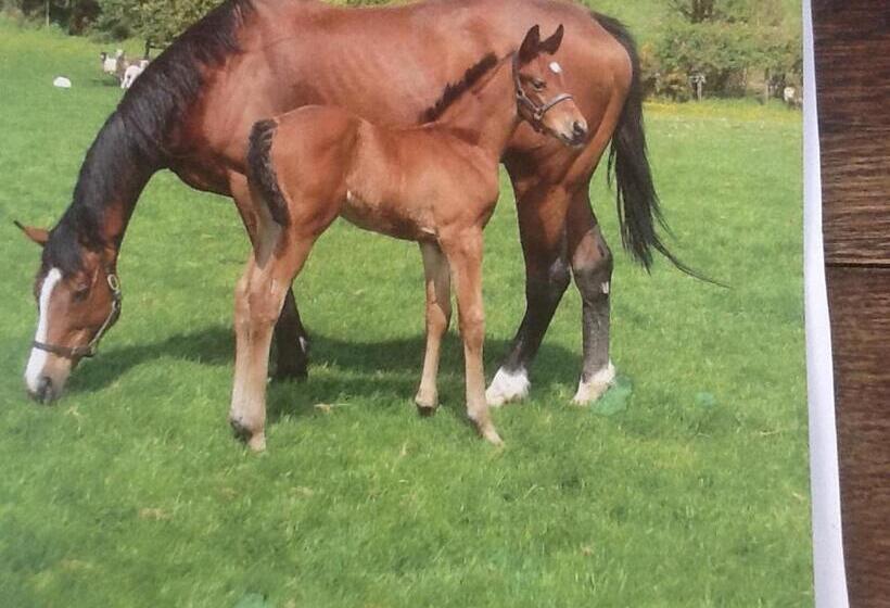 צימר Deepaller Farm