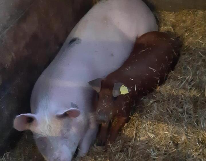 בית מלון כפרי Schartlhof