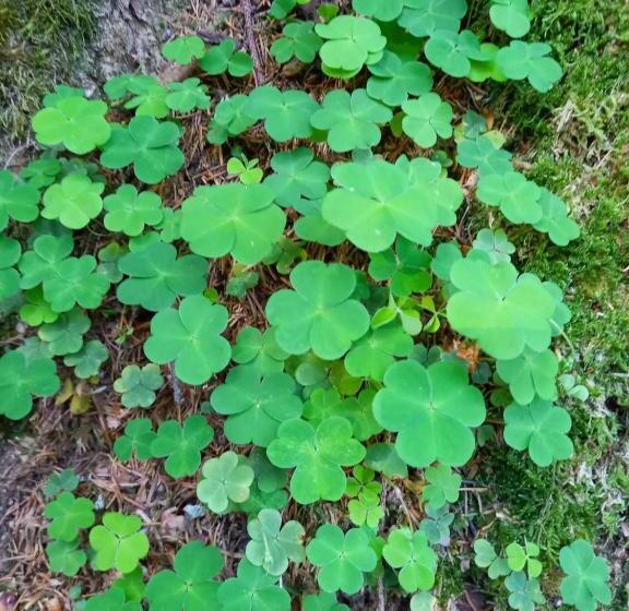 בית מלון כפרי Schartlhof