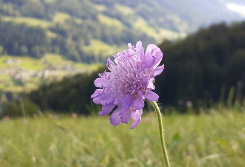 צימר Chalet Ingas