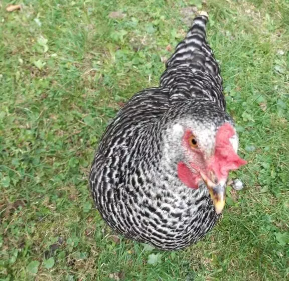 Aamiaismajoitus (B&B) Chalet Ingas