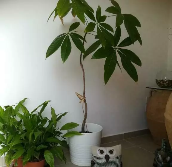 Aamiaismajoitus (B&B) Il Covo Delle Civette