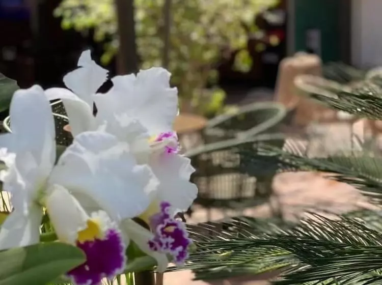 בית מלון כפרי Castelo Inn