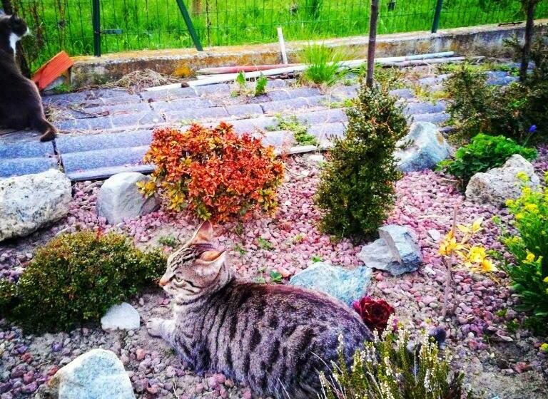 Bed and Breakfast Le Joli Rosier