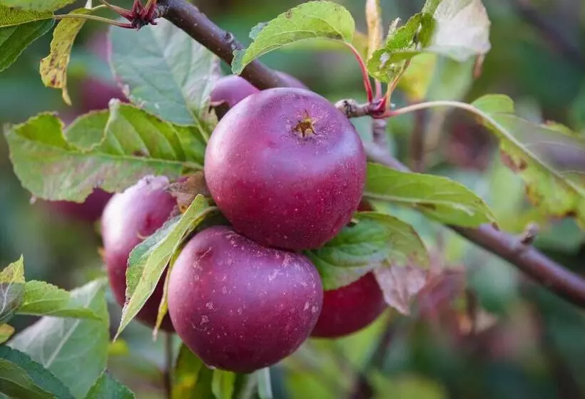 ベッドアンドブレックファースト Mellby Atelier På österlen