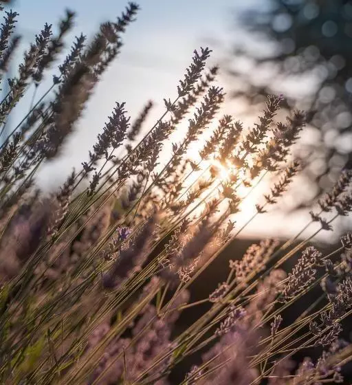Aamiaismajoitus (B&B) Le Clos De La Rousselière B And B