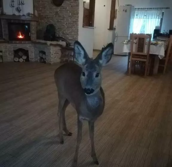 Majatalo Casa Cristalul Muntilor