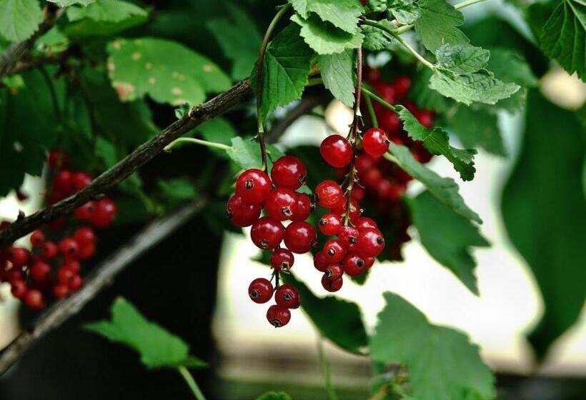 פנסיון Haus Buena Vista