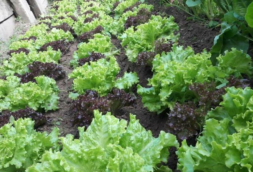 ホテル Agriturismo Fiorendo