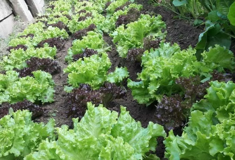 ホテル Agriturismo Fiorendo