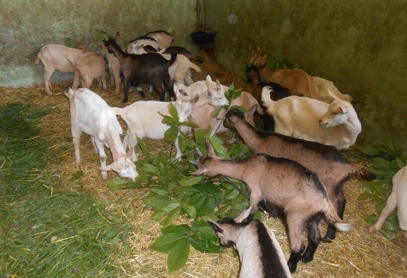 ホテル Agriturismo Fiorendo