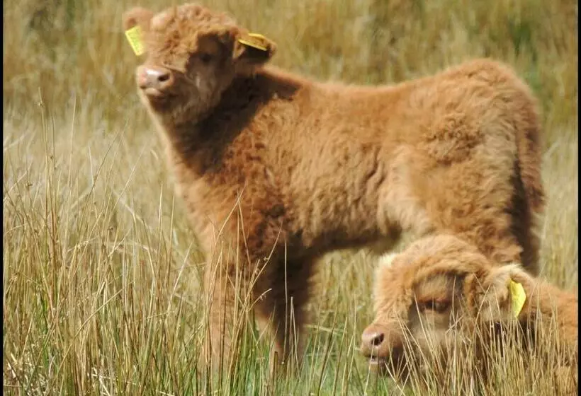 Aamiaismajoitus (B&B) Garrison Of Inversnaid Farm With Hot Tub