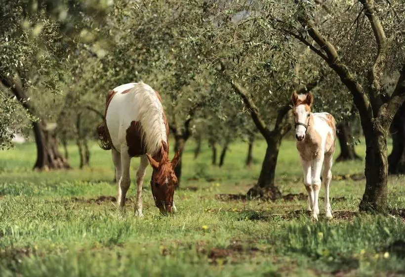 ホテル Agriturismo Frantoio Mafrica