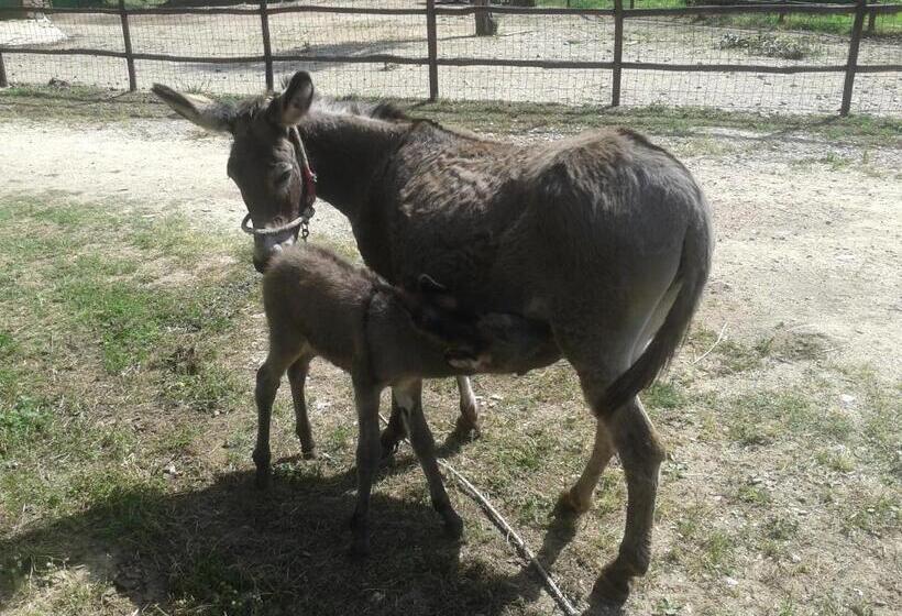 호텔 Agriturismo Frantoio Mafrica