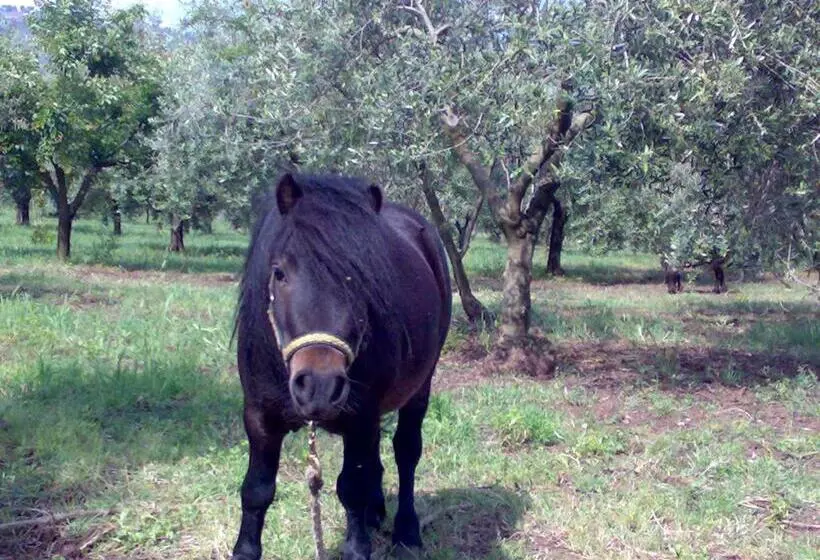 ホテル Agriturismo Frantoio Mafrica