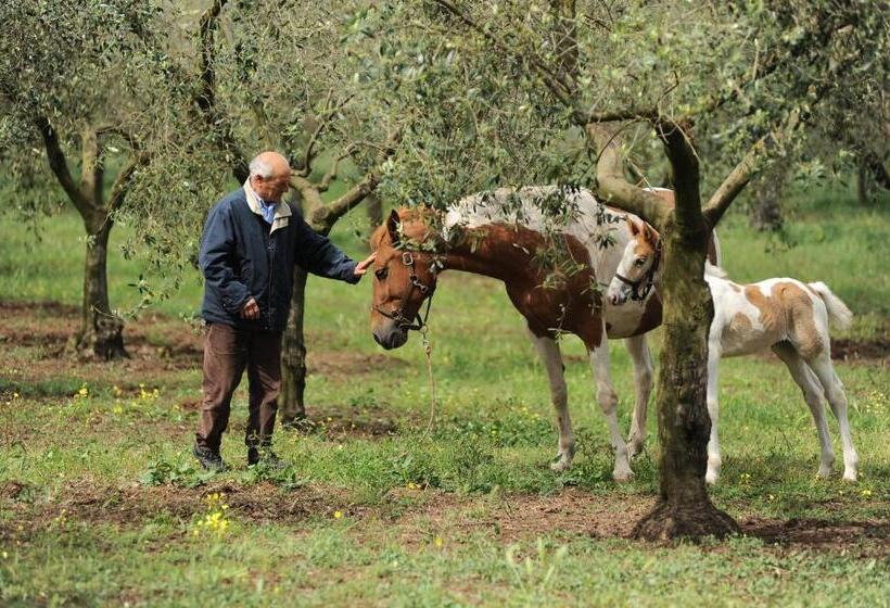 호텔 Agriturismo Frantoio Mafrica