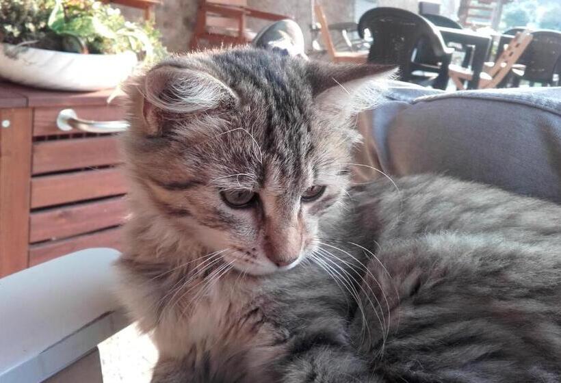 ホテル Cascinetta32