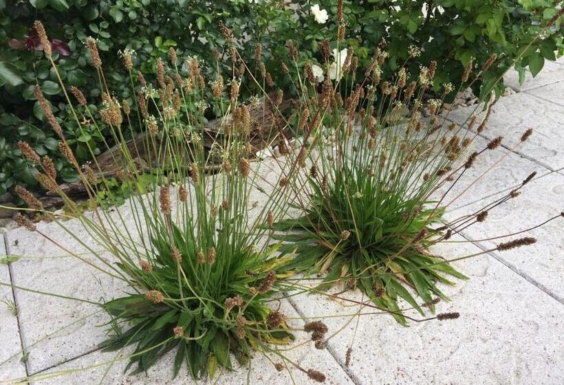 بنسيون Chalupka