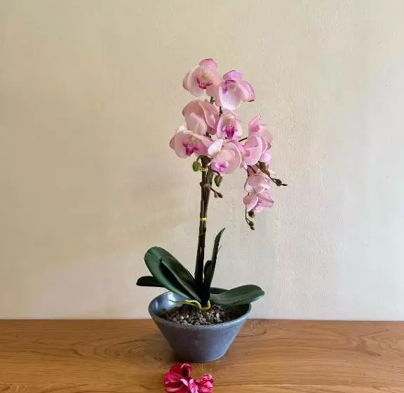 پانسیون Dega Gardens