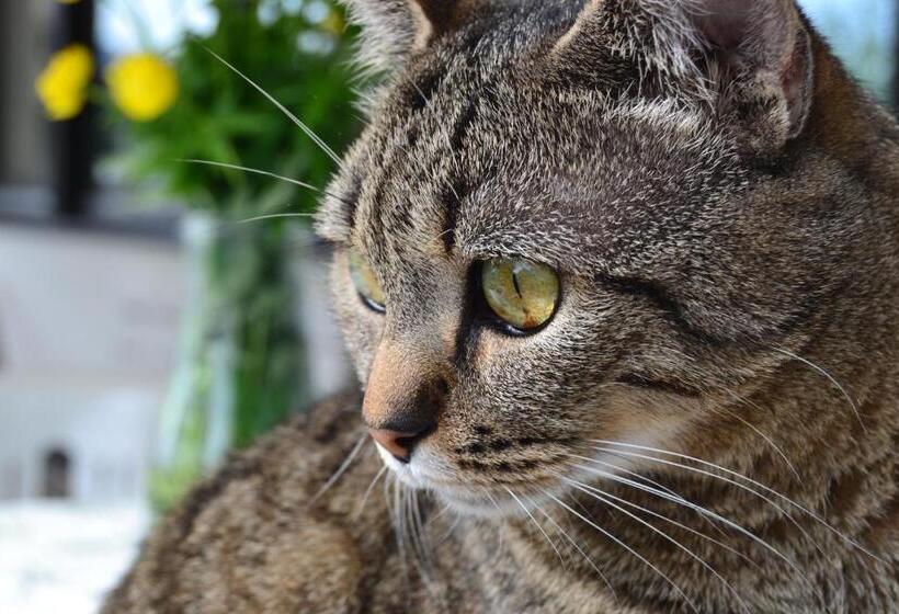 Пансион Julias Guesthouse