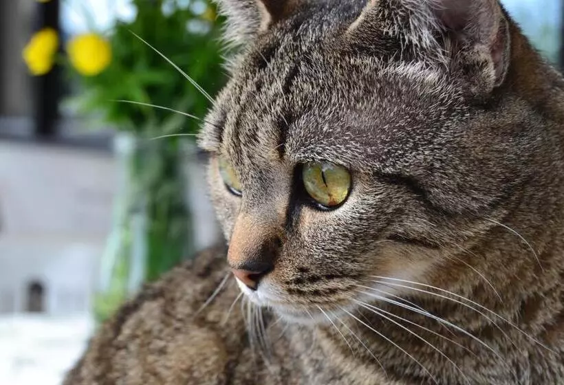 Majatalo Julias Guesthouse