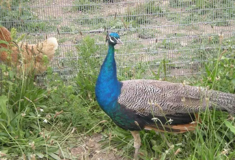 Aamiaismajoitus (B&B) Domaine De Kerbillec