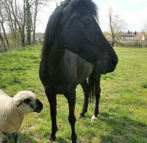 B&b A La Ferme D Ourches