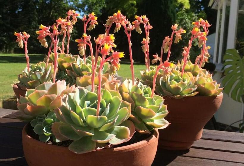 مبيت وإفطار Little Manor