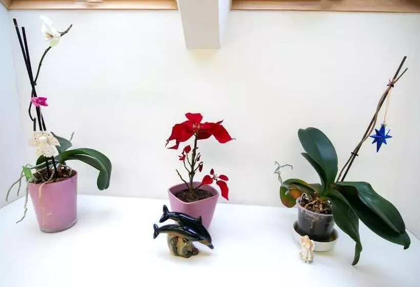 پانسیون Guesthouse Laurits