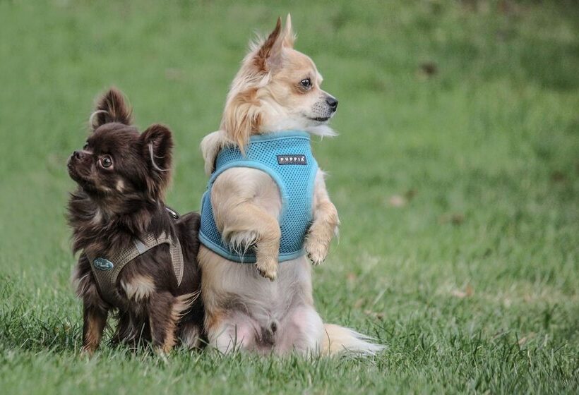 בית מלון כפרי Near By