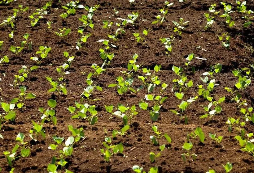 Отель The Siena Village