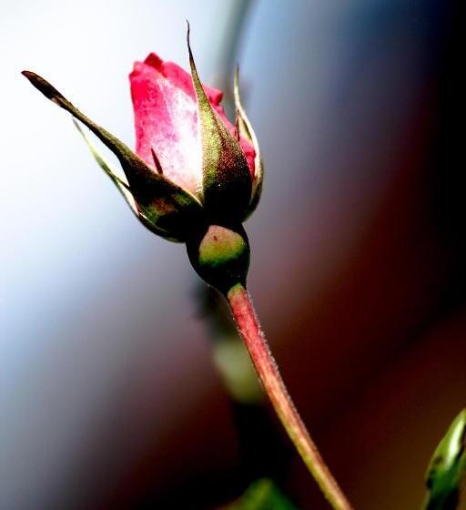 ホテル The Siena Village