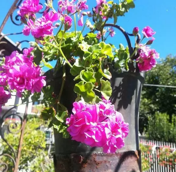 Majatalo La Stella Delle Alpi