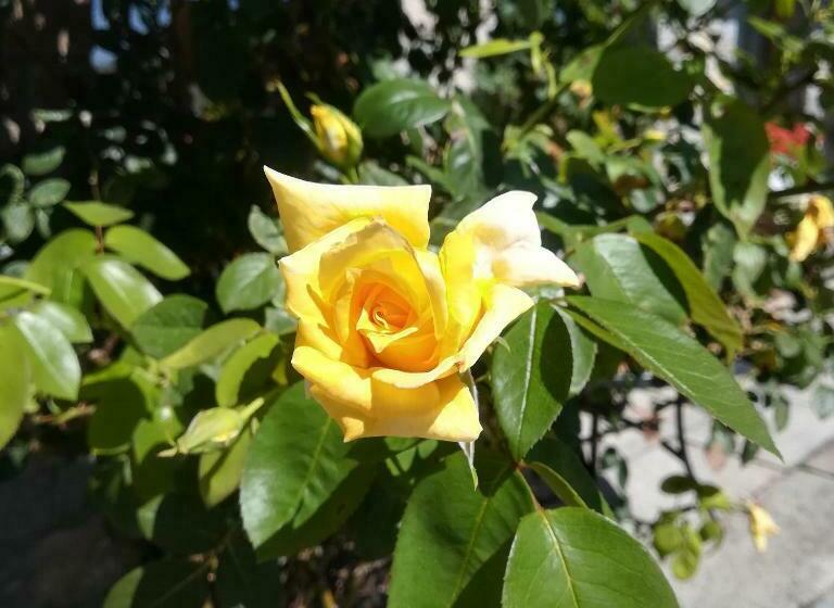 פנסיון La Stella Delle Alpi