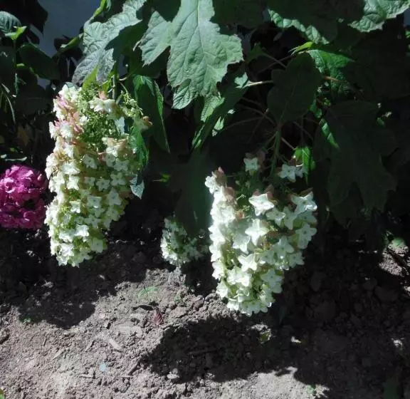 Aamiaismajoitus (B&B) Ty An Eol