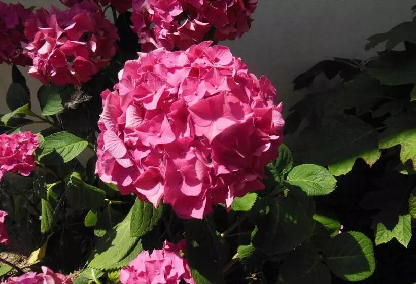 Aamiaismajoitus (B&B) Ty An Eol