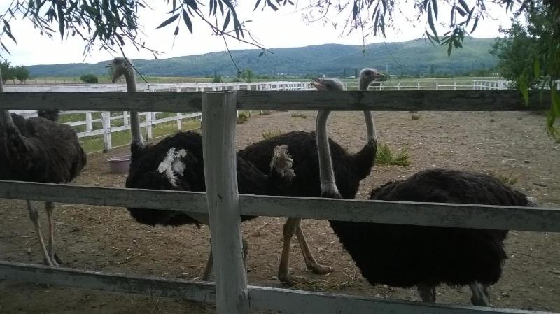 Otel Pensiunea ,,la Struti