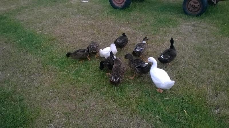 Szálloda Pensiunea ,,la Struti