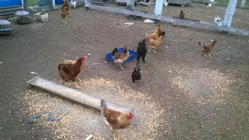 هتل Pensiunea ,,la Struti