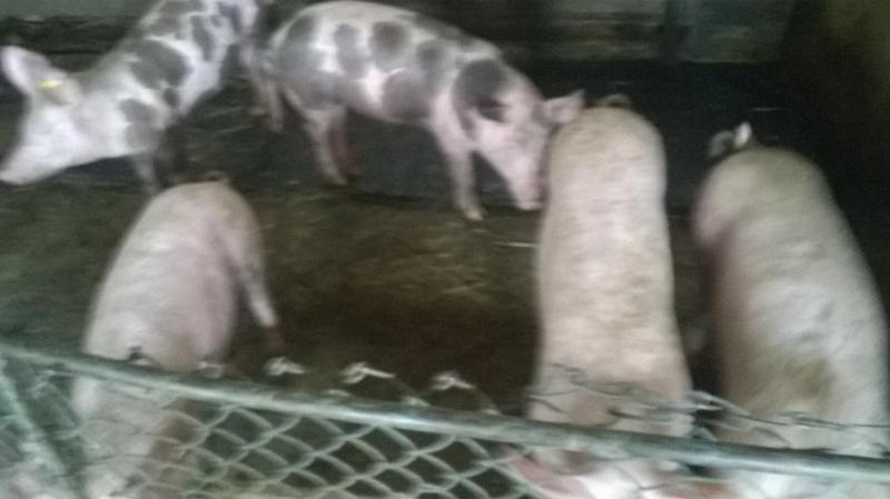 Otel Pensiunea ,,la Struti