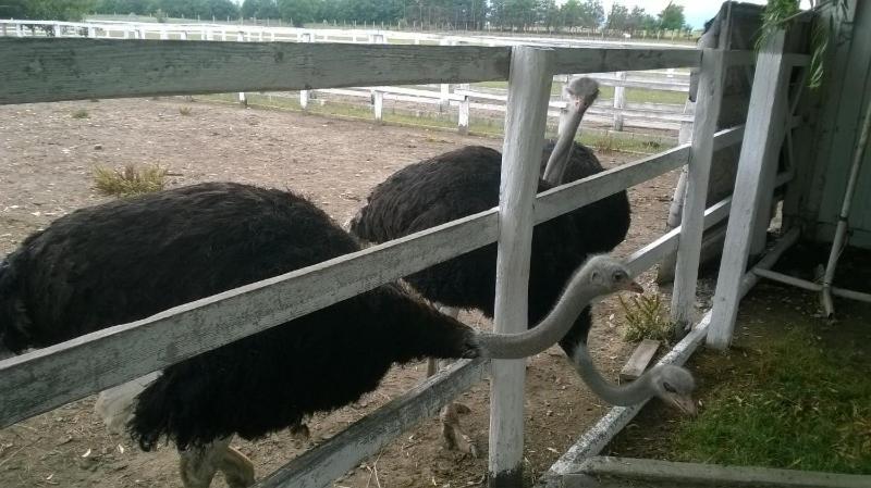 Otel Pensiunea ,,la Struti