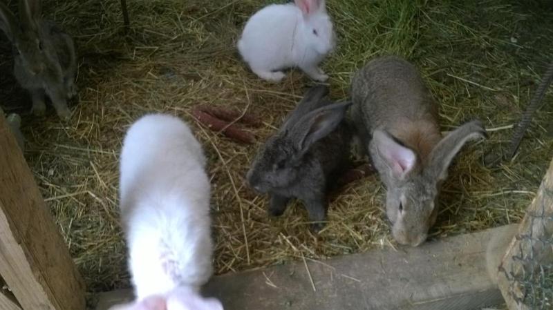 Otel Pensiunea ,,la Struti