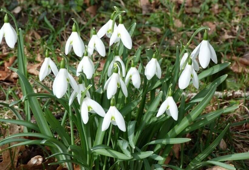 مبيت وإفطار Stuartlodge S