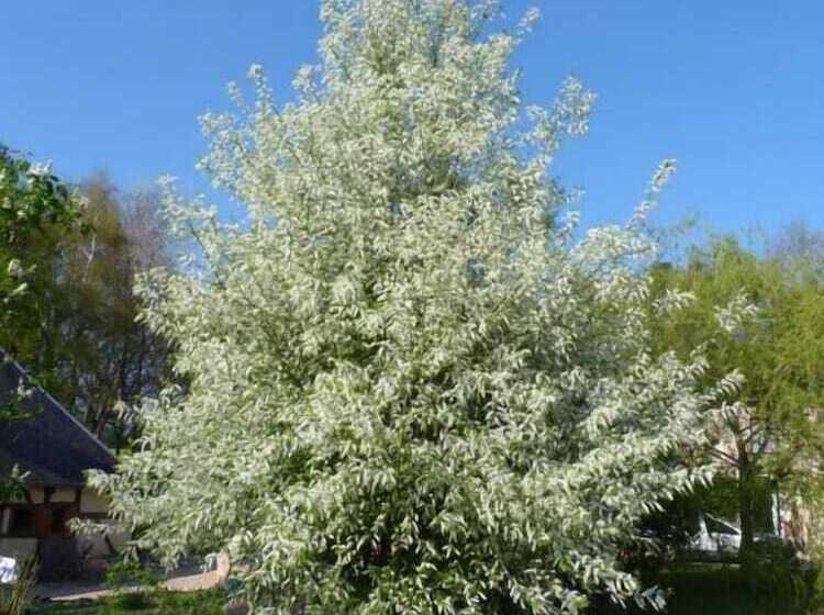 مبيت وإفطار Stuartlodge S