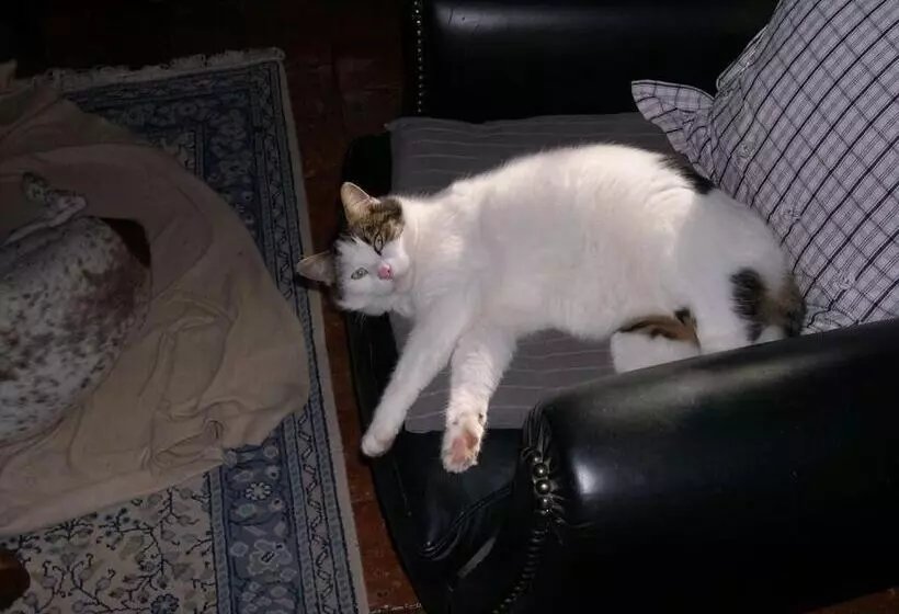 Aamiaismajoitus (B&B) Stuartlodge S