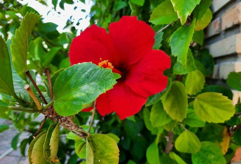 פנסיון Pousada Dos Anjos Paracuru