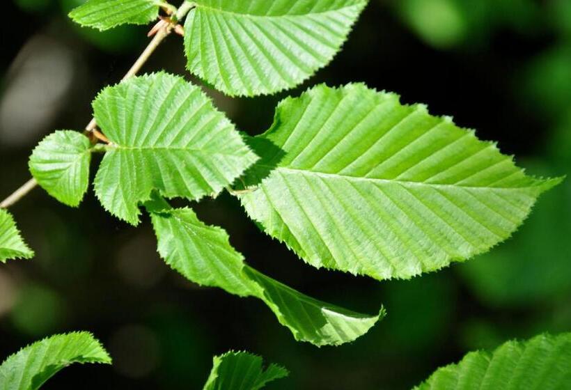 مبيت وإفطار Domaine Du Ris De Feu