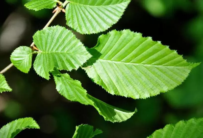 Aamiaismajoitus (B&B) Domaine Du Ris De Feu