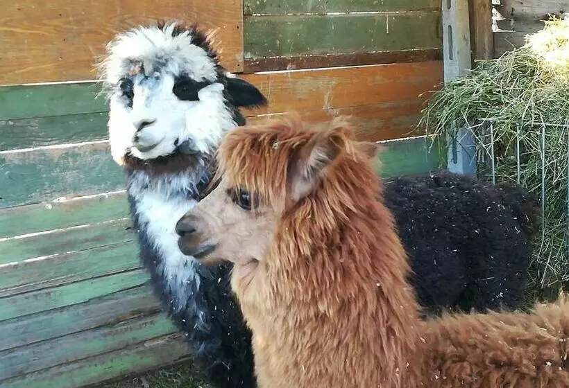 B&b Il Sentiero Nel Bosco